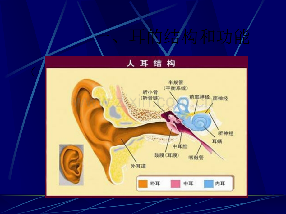 耳--听觉器官.ppt_第2页