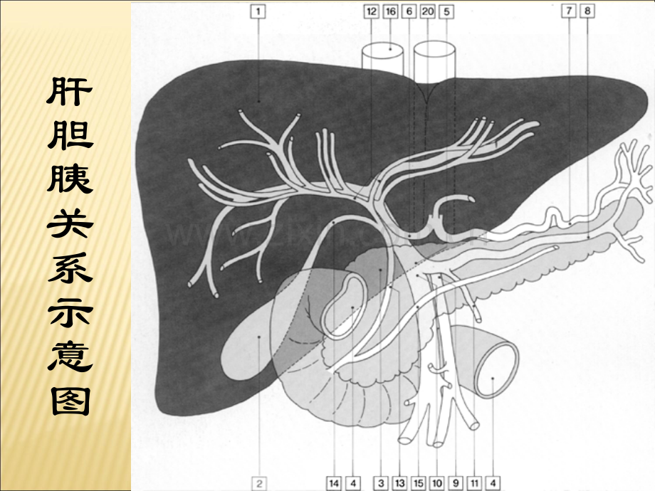 腹部正常CT表现.ppt_第2页