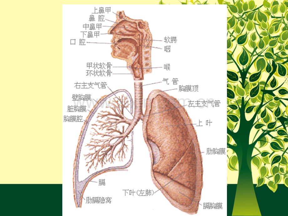 COPD的护理.ppt_第2页