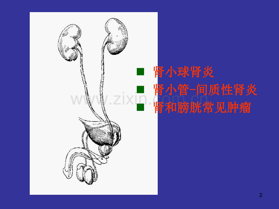 病理学课件-肾小球肾炎.ppt_第2页