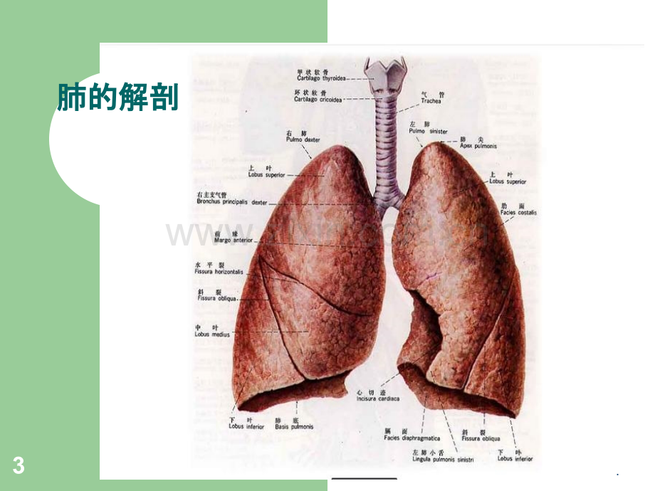 肺癌术后护理ppt课件.ppt_第3页