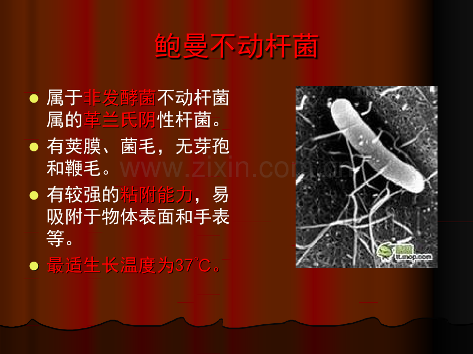 鲍曼不动杆菌的诊治规范.ppt_第3页