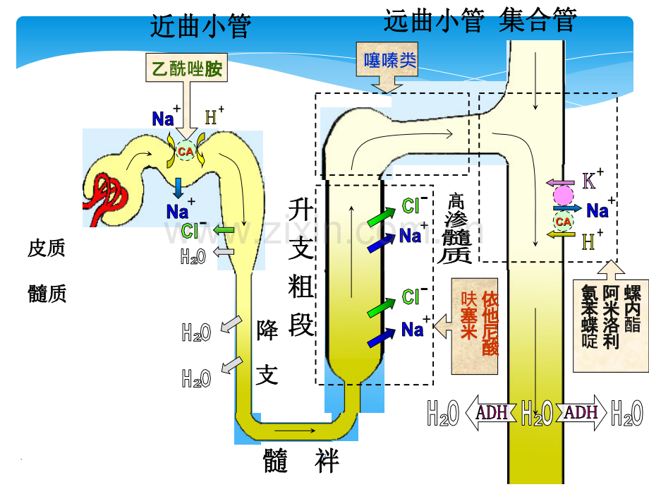 呋塞米和高渗葡萄糖对家兔的利尿作用ppt课件.ppt_第3页