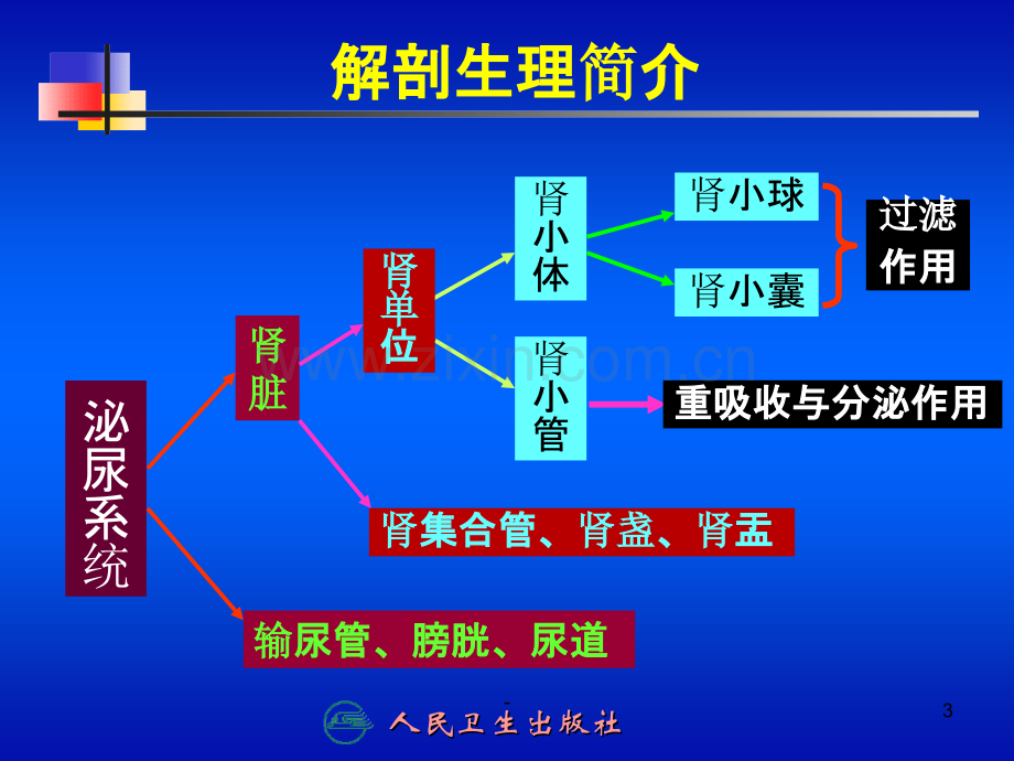 第十五章-泌尿系统PPT课件.ppt_第3页