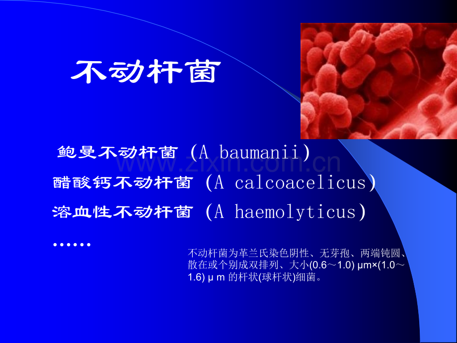 不动杆菌流行及治疗林晓ppt课件.ppt_第2页