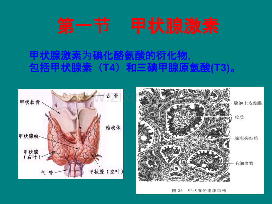 药理学31章甲状腺激素.ppt_第2页