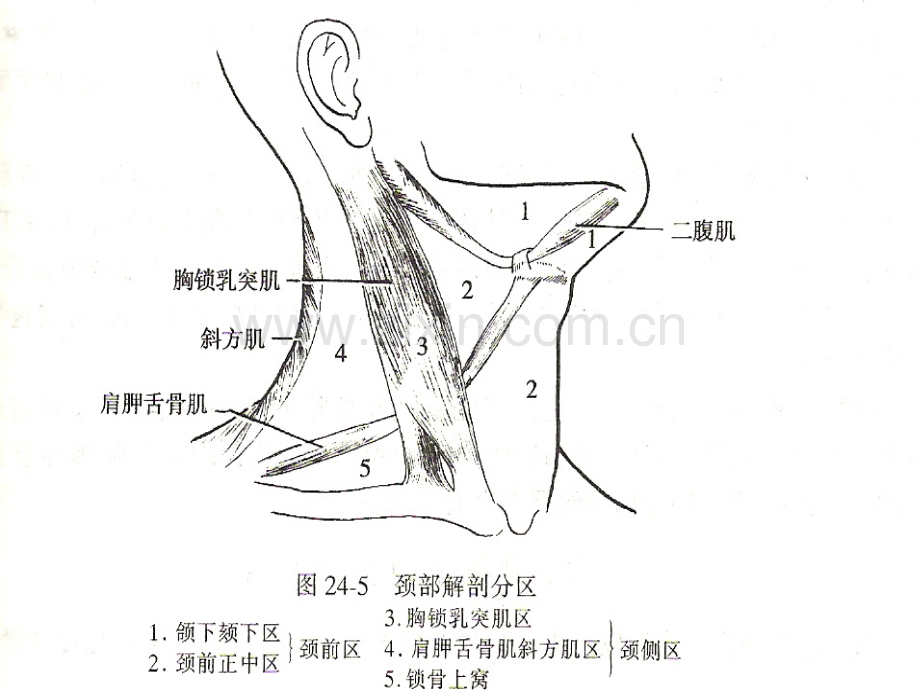 颈部肿块的诊断和鉴别诊断ppt课件.pptx_第3页