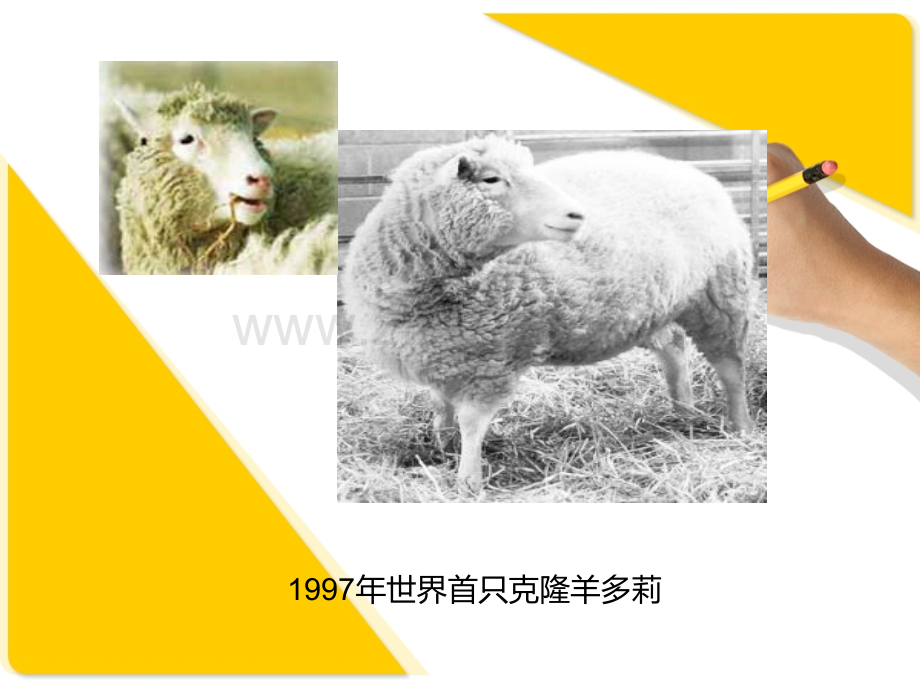 常用实验动物与疾病动物模型.ppt_第3页