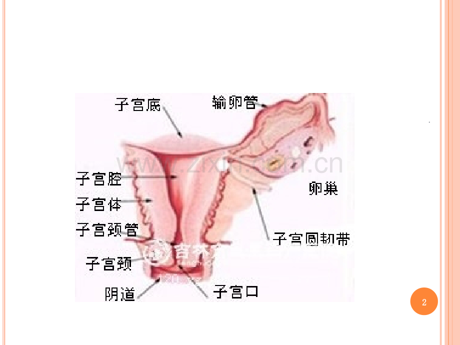 子宫颈炎-小讲课(2)PPT课件.ppt_第2页