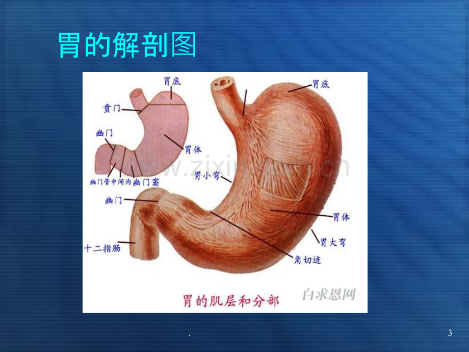 洗胃及胃排空技术PPT课件.ppt_第3页