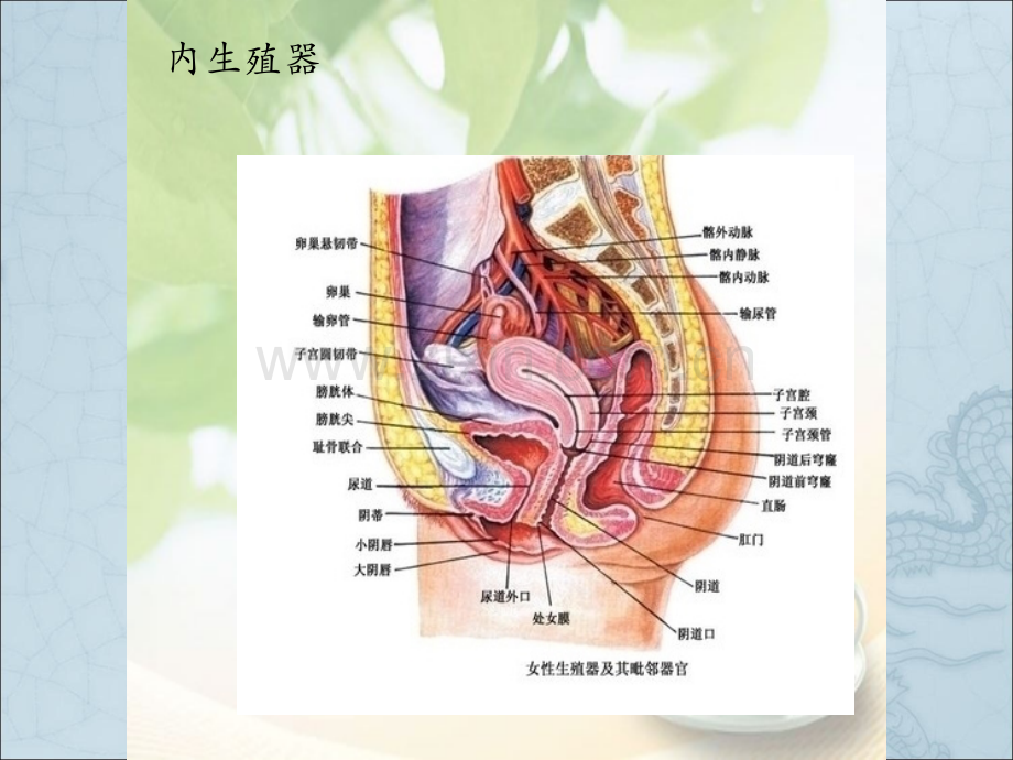 药店常见妇科疾病ppt课件.pptx_第2页