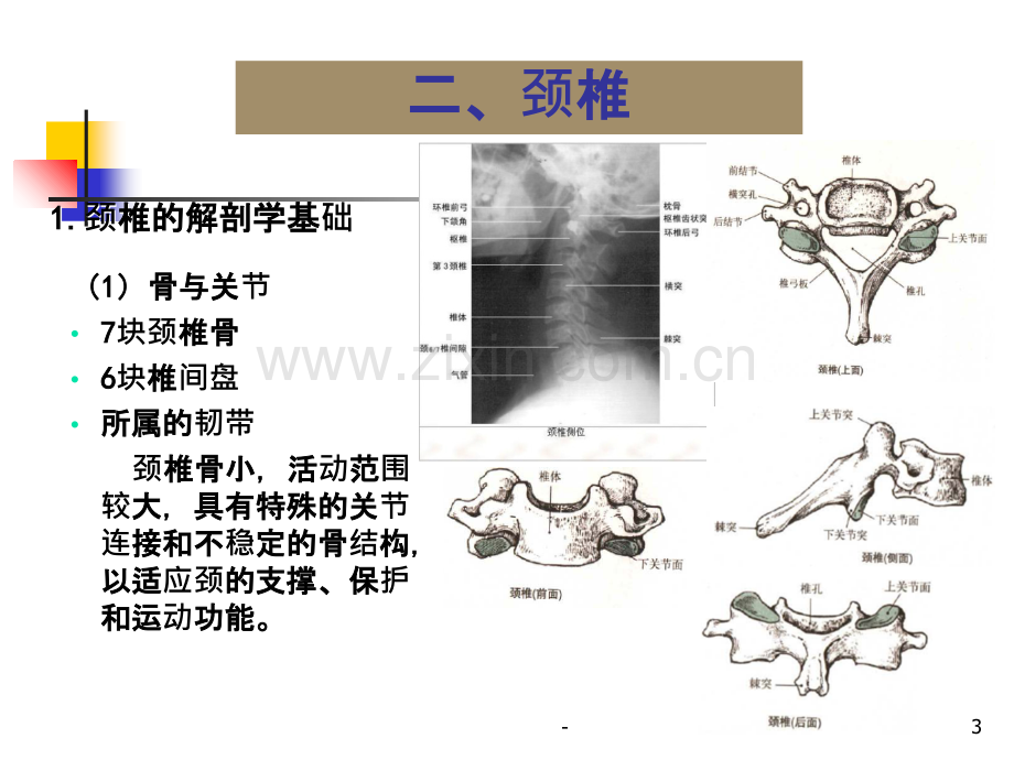 第二章-第三节--关节运动学(五、脊柱)颈椎PPT课件.ppt_第3页