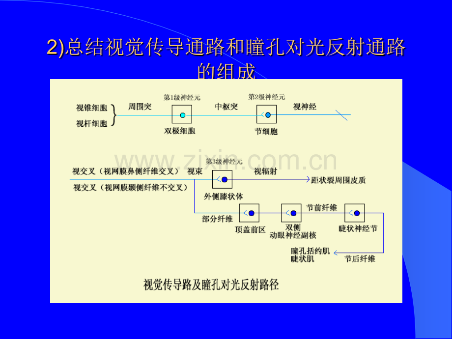 视觉传导通路ppt课件.pptx_第3页