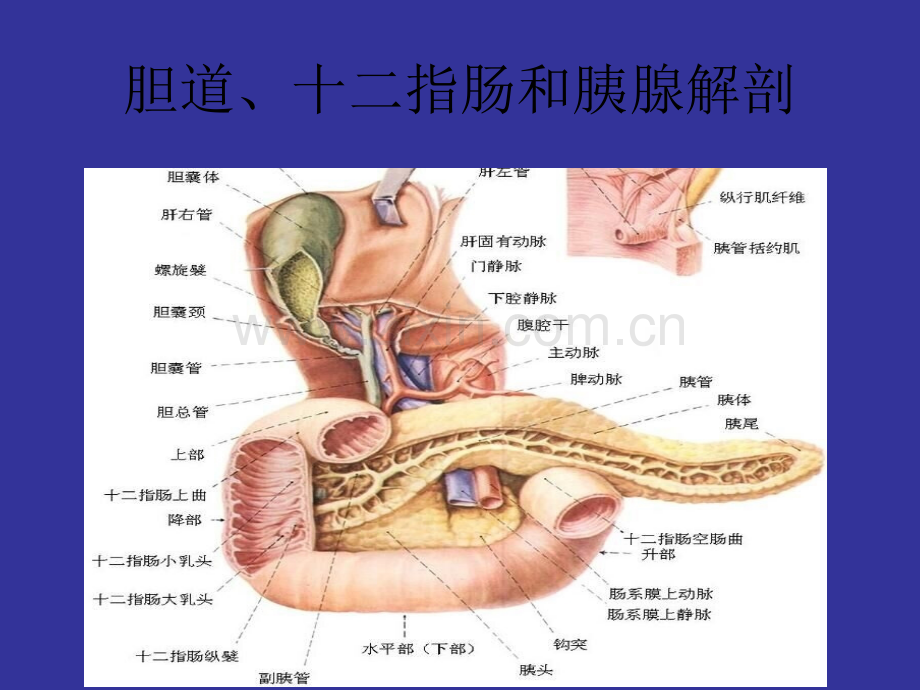 梗阻性黄疸ppt课件.pptx_第3页