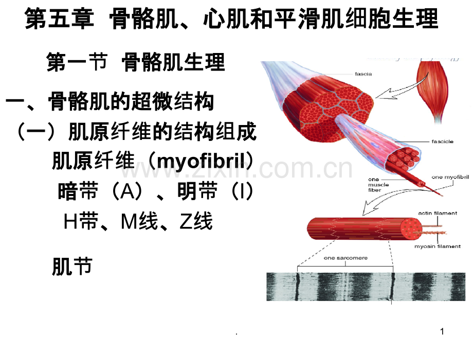 第五章肌肉生理PPT课件.ppt_第1页