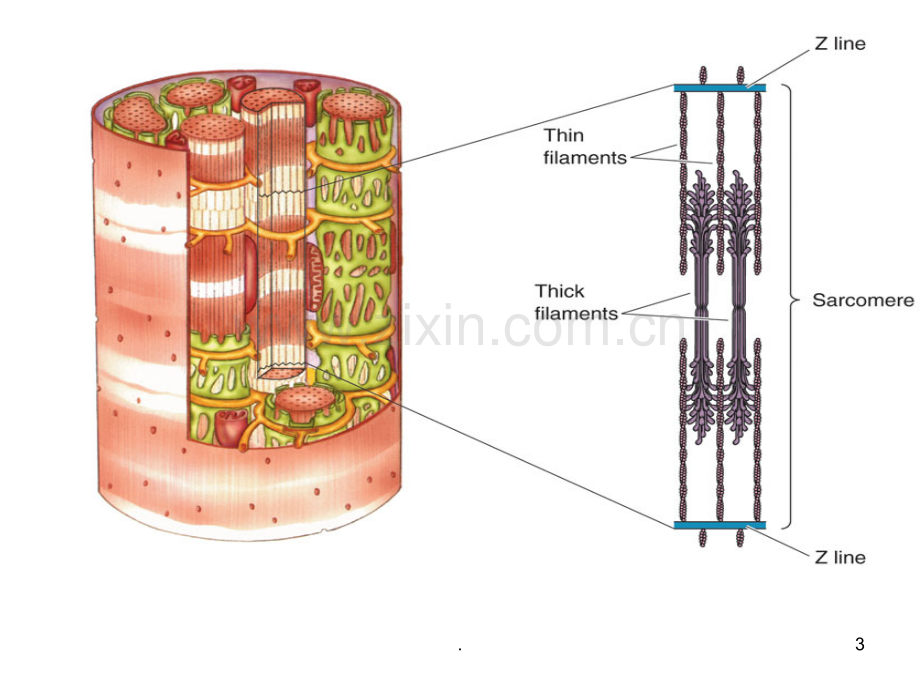 第五章肌肉生理PPT课件.ppt_第3页