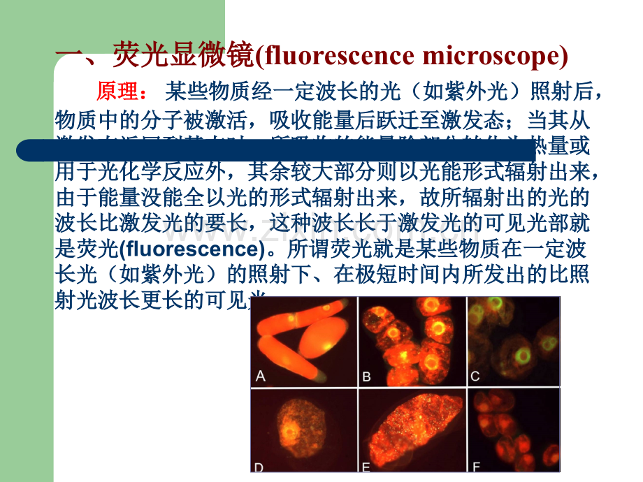 荧光显微镜的基本原理及应用.ppt_第3页