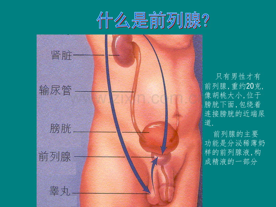 BPH健康教育讲座-前列腺增生症.ppt_第3页