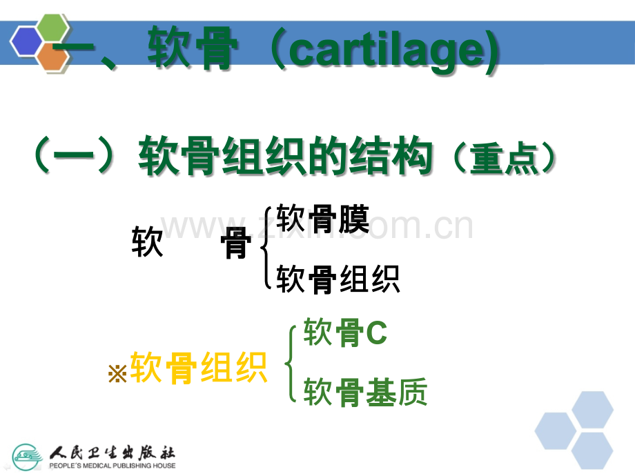 D软骨和骨ppt课件.ppt_第3页