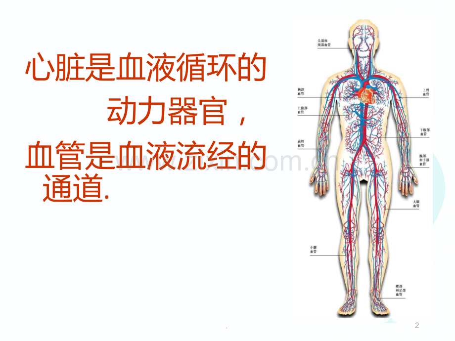 二运输物质的器官PPT课件.ppt_第2页