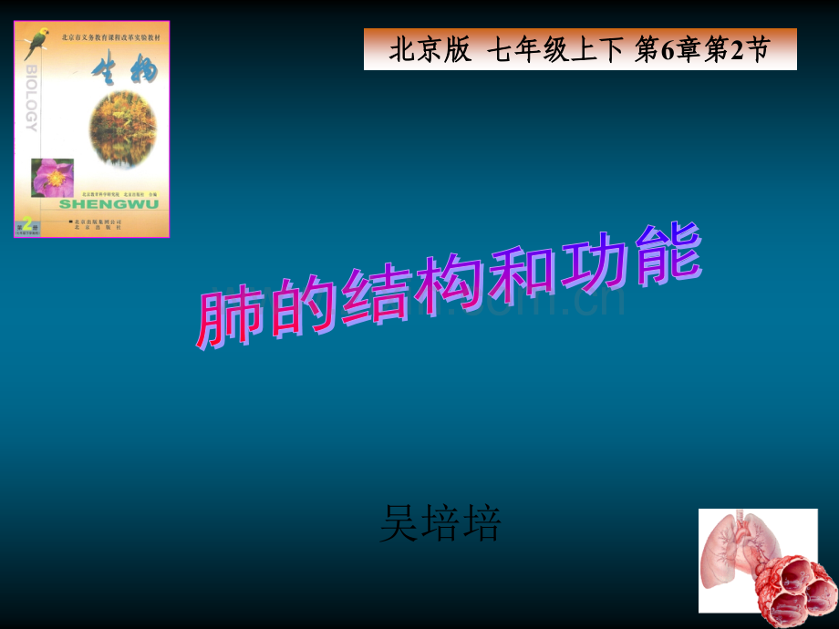 肺的结构和功能.ppt_第1页