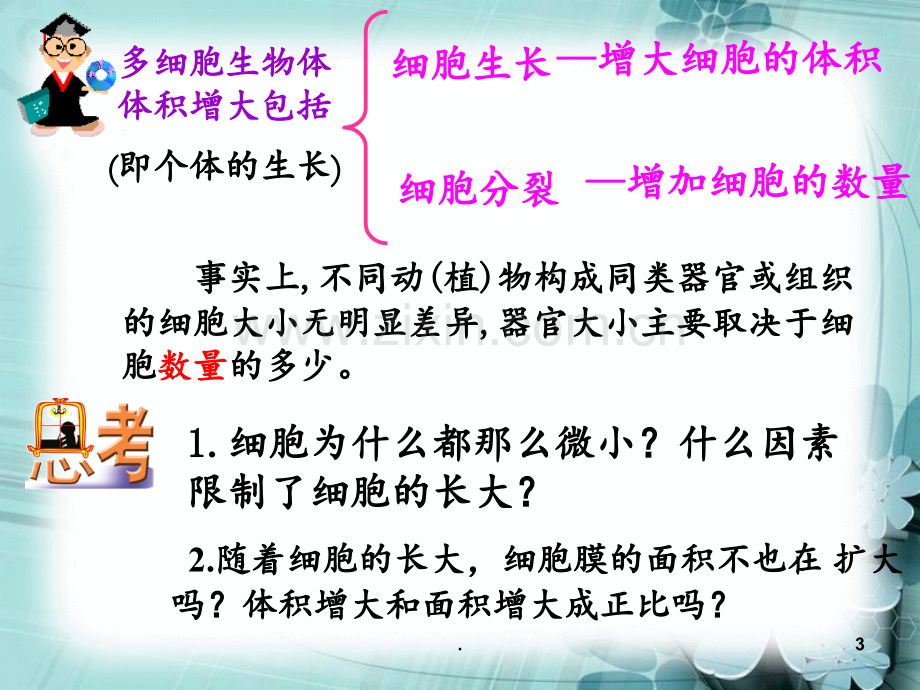 第节-细胞的增殖PPT课件.ppt_第3页