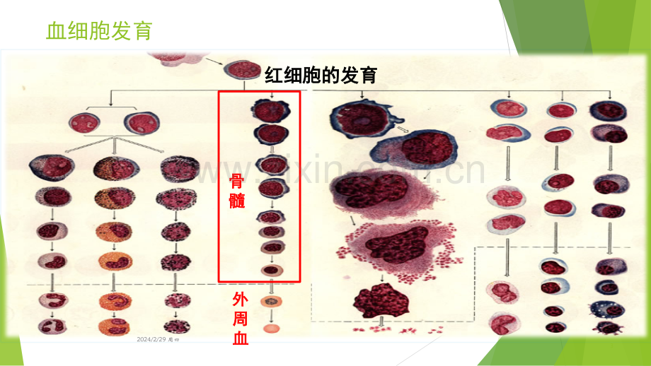 有核红细胞的临床应用ppt课件.pptx_第3页