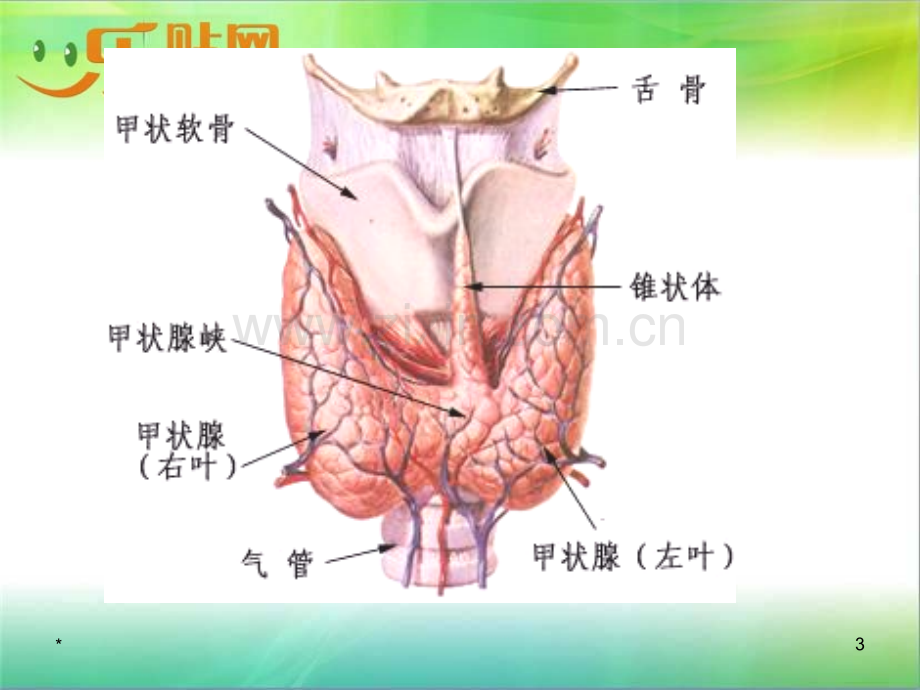 [病理学]内分泌系统疾病.ppt_第3页