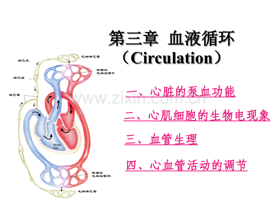 心血管活动的调节.ppt_第1页