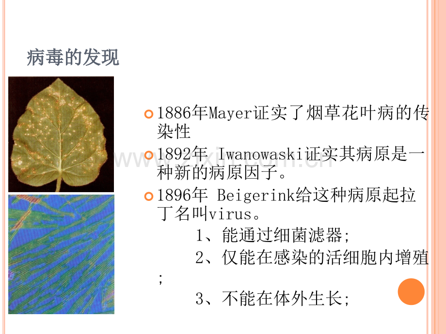 病毒学概论和艾滋病病原学.ppt_第3页