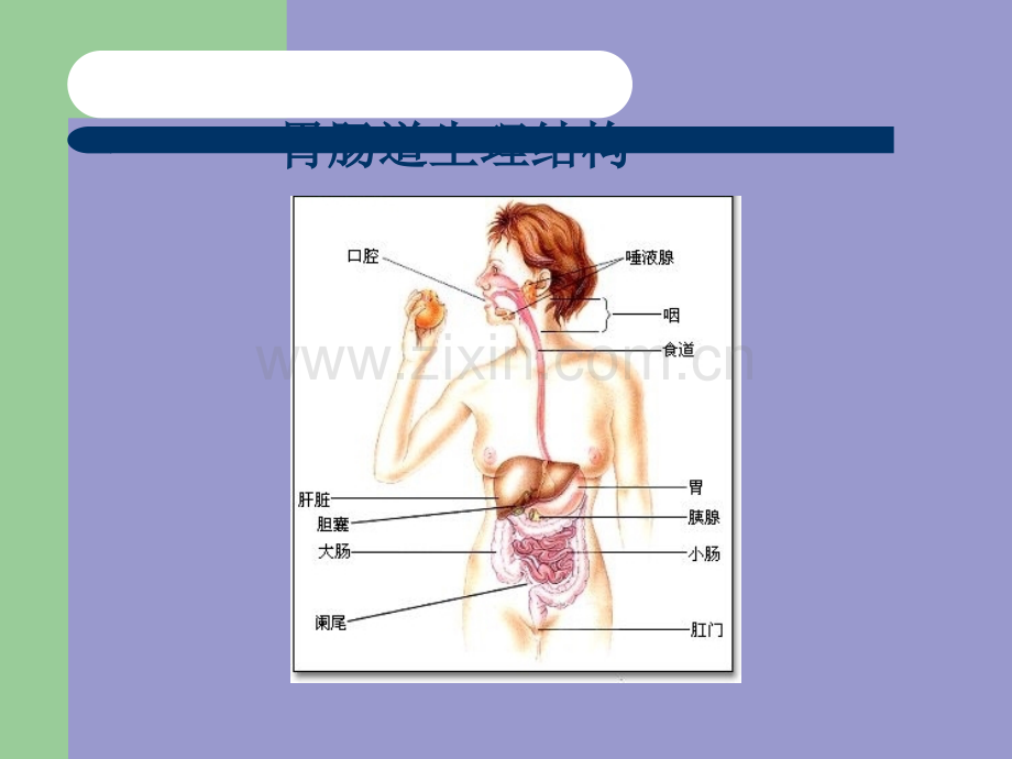 重症患者胃肠功能障碍的诊疗.ppt_第3页