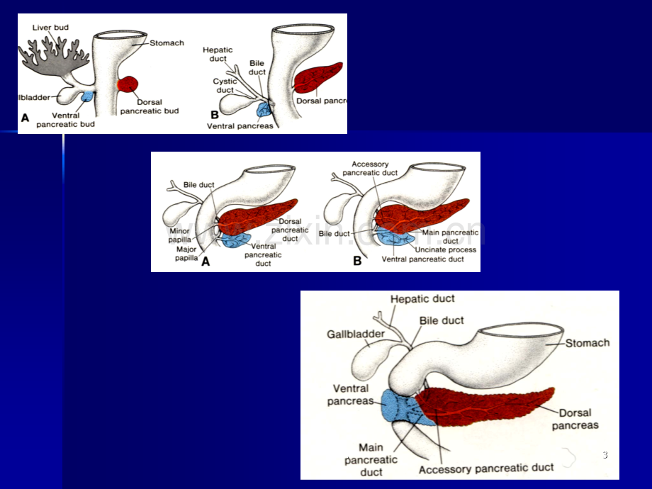 胰腺.ppt.ppt_第3页