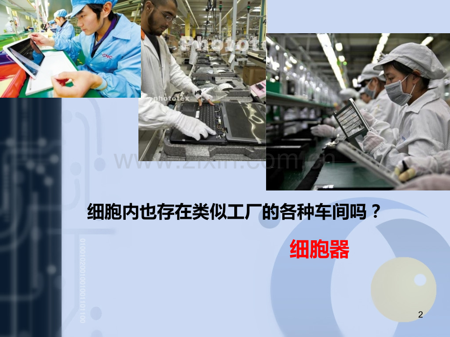 细胞质与细胞结构与功能PPT课件.ppt_第2页