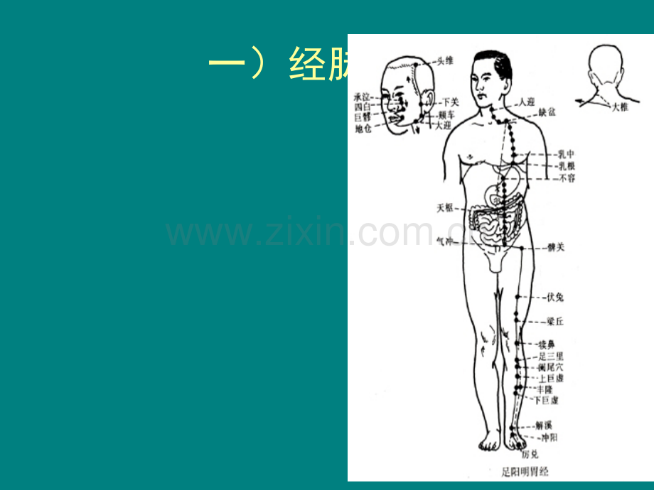 足阳明胃经课件ppt课件.ppt_第2页