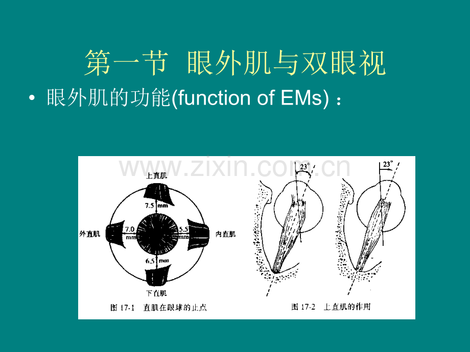 眼外肌病和弱视.ppt_第2页