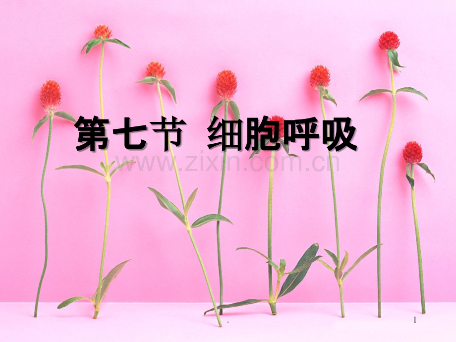 第七节细胞呼吸PPT课件.ppt_第1页