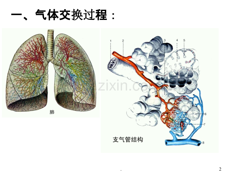 第七节细胞呼吸PPT课件.ppt_第2页