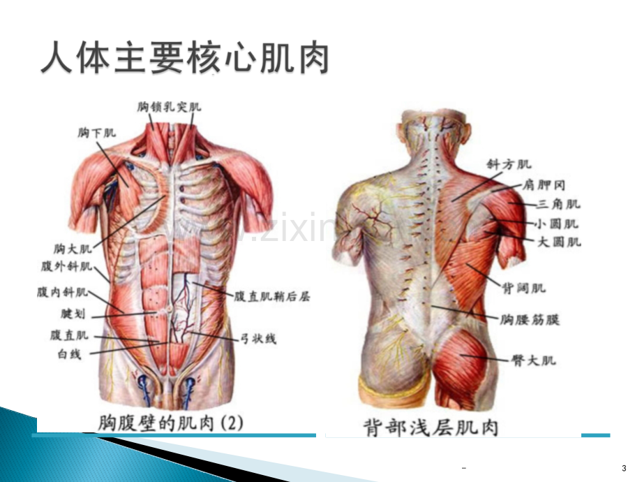 核心肌力训练对腰痛的预防及治疗PPT课件.pptx_第3页