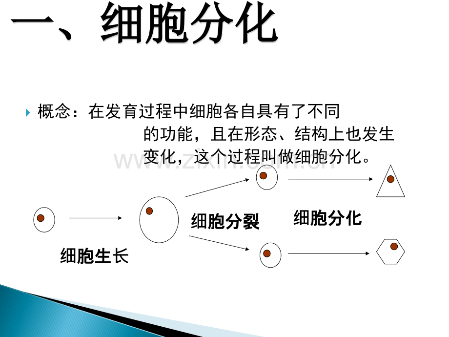 动植物的结构层次ppt课件.ppt_第2页