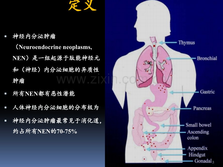 神经内分泌肿瘤临床病理相关问题PPT课件.pptx_第3页