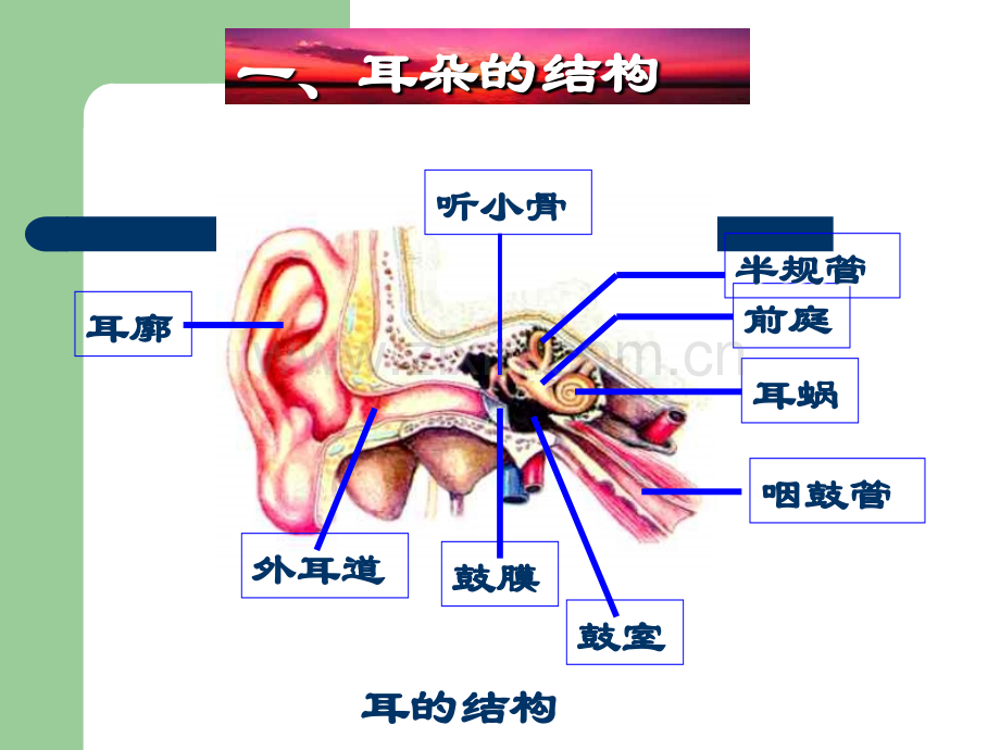 耳朵的结构和功能.ppt_第2页