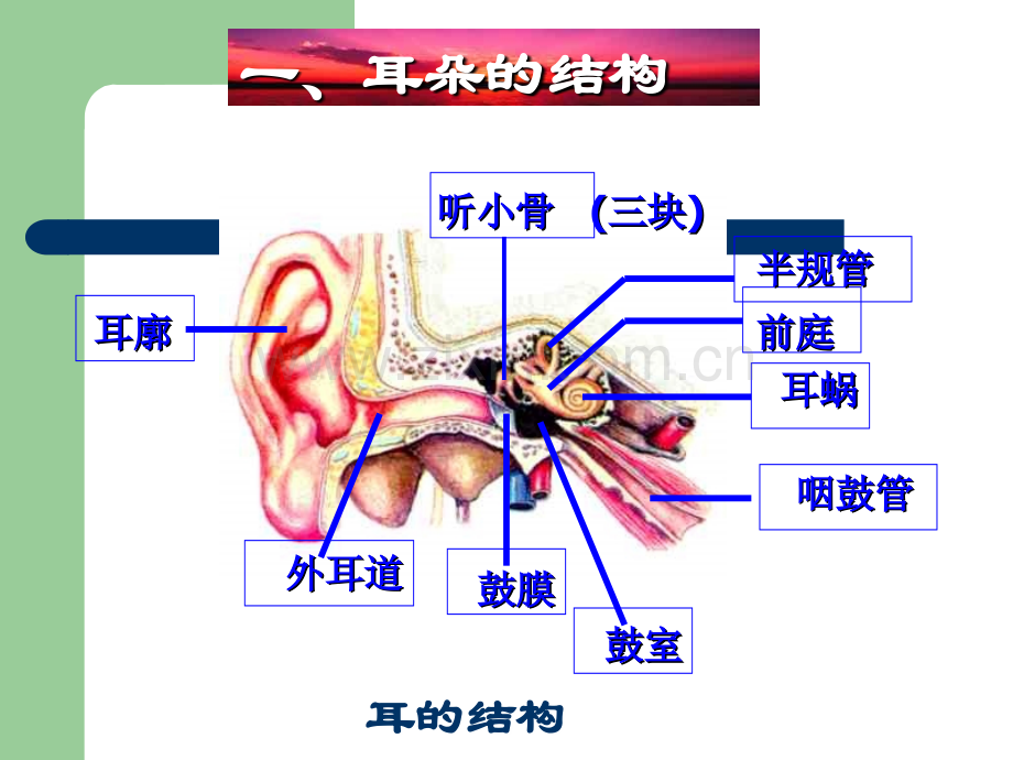 耳朵的结构和功能.ppt_第3页