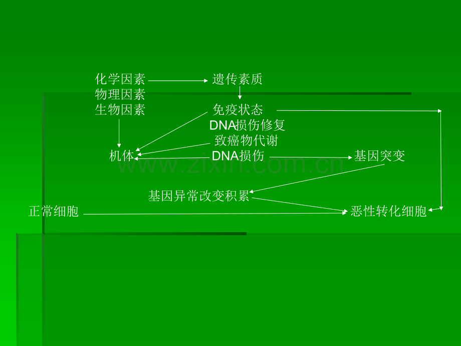 恶性肿瘤的发病机制.ppt_第2页