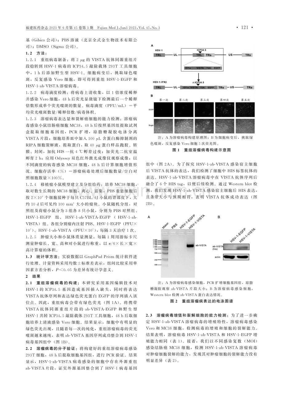 新型溶瘤病毒HSV-1-ab-VISTA的构建及其抗肿瘤作用.pdf_第2页