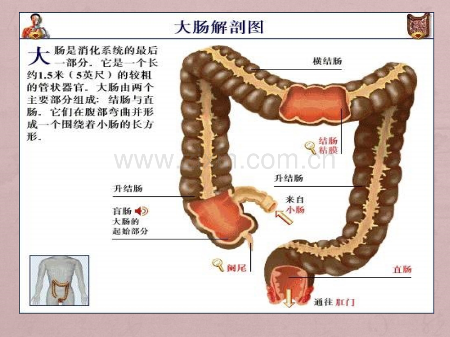 直肠癌的护理ppt.ppt_第2页