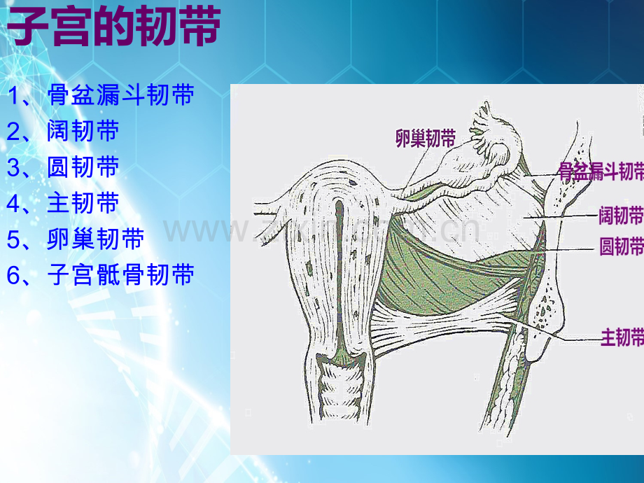 子宫全切术的手术配合ppt课件.pptx_第3页