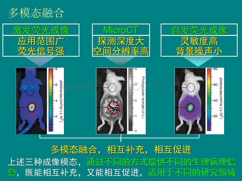 分子影像介绍课件ppt课件.ppt_第3页