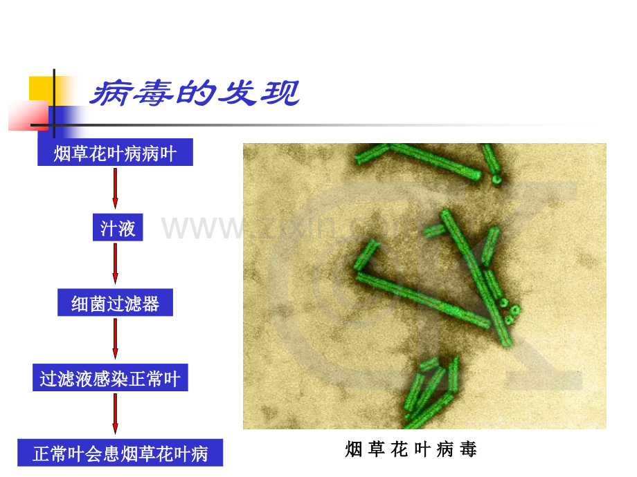 病毒PPT课件.ppt_第3页