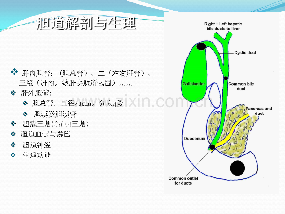 胆石症的诊断和治疗精选ppt课件.ppt_第2页