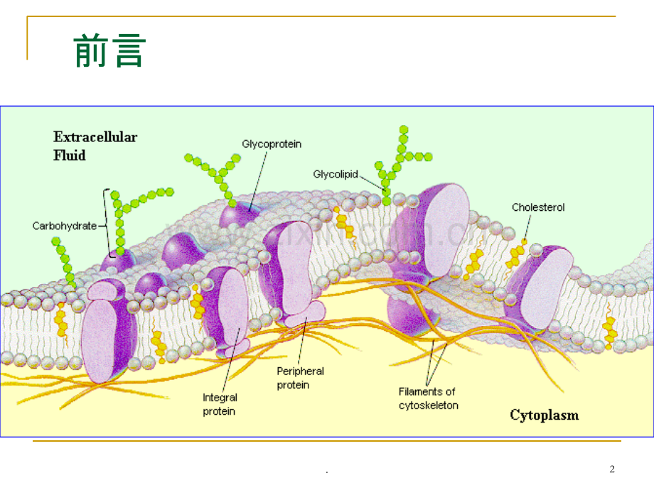 第四章-细胞膜的结构.ppt_第2页